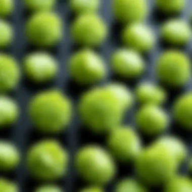 Techniques for Retaining Wasabi Flavor Visual representation of flavor retention techniques for wasabi