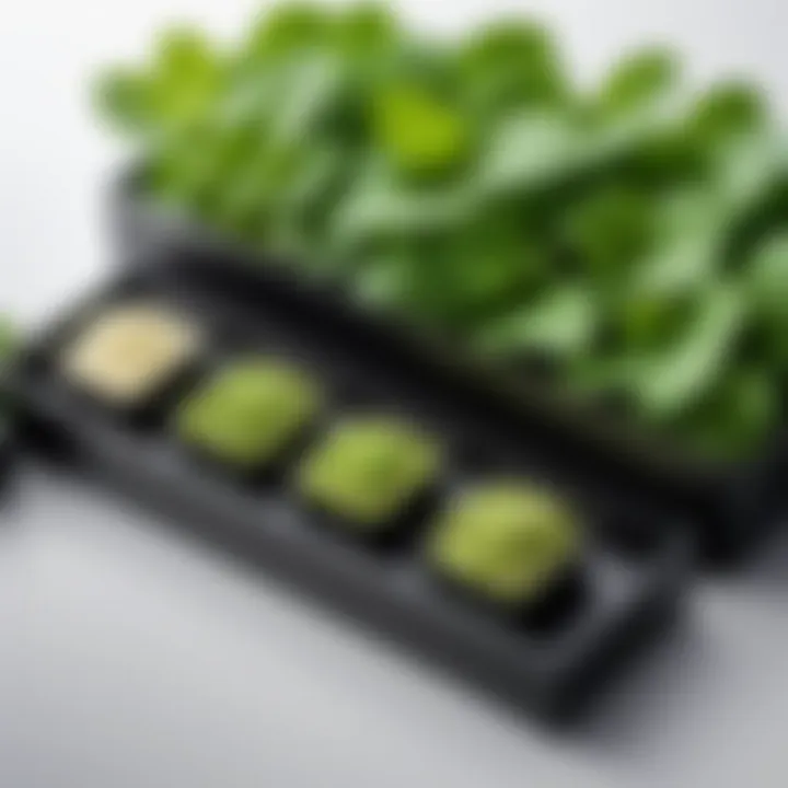 Fresh wasabi root alongside different storage options